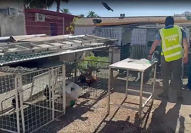 26 fighting cocks seized in Alhaurín el Grande bust