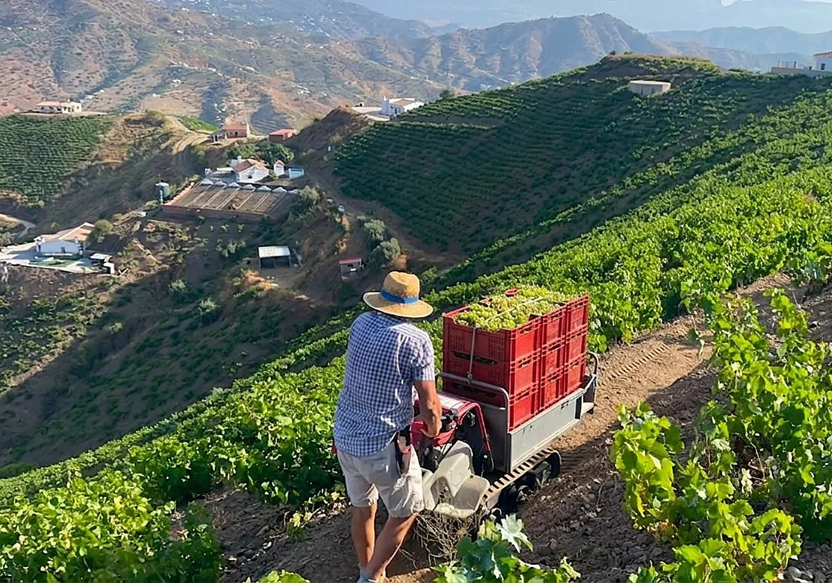 Axarquía muscatel harvest faces 40% loss from heat