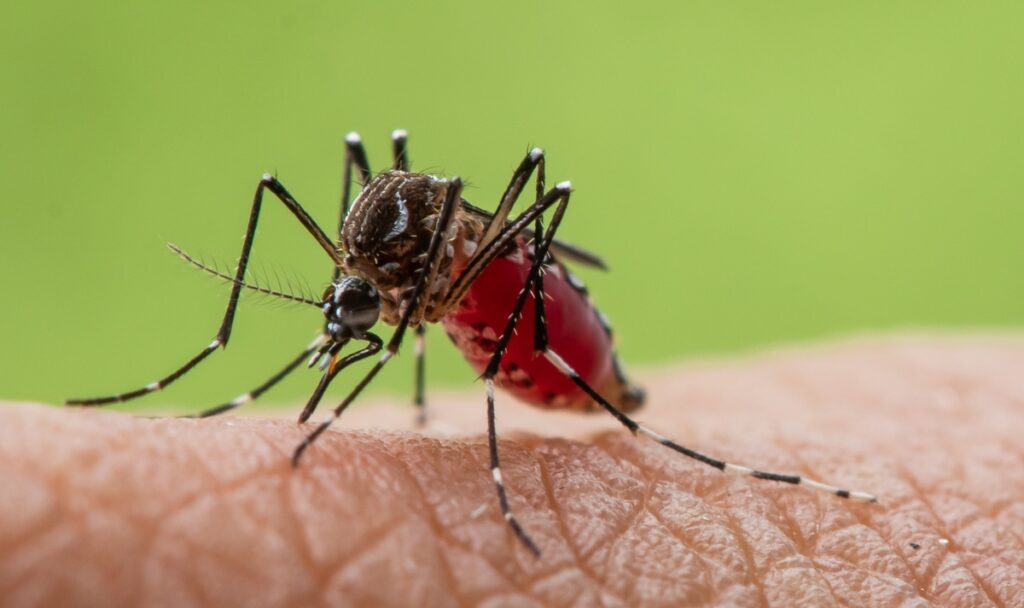 Fuengirola and Mijas under West Nile virus alert