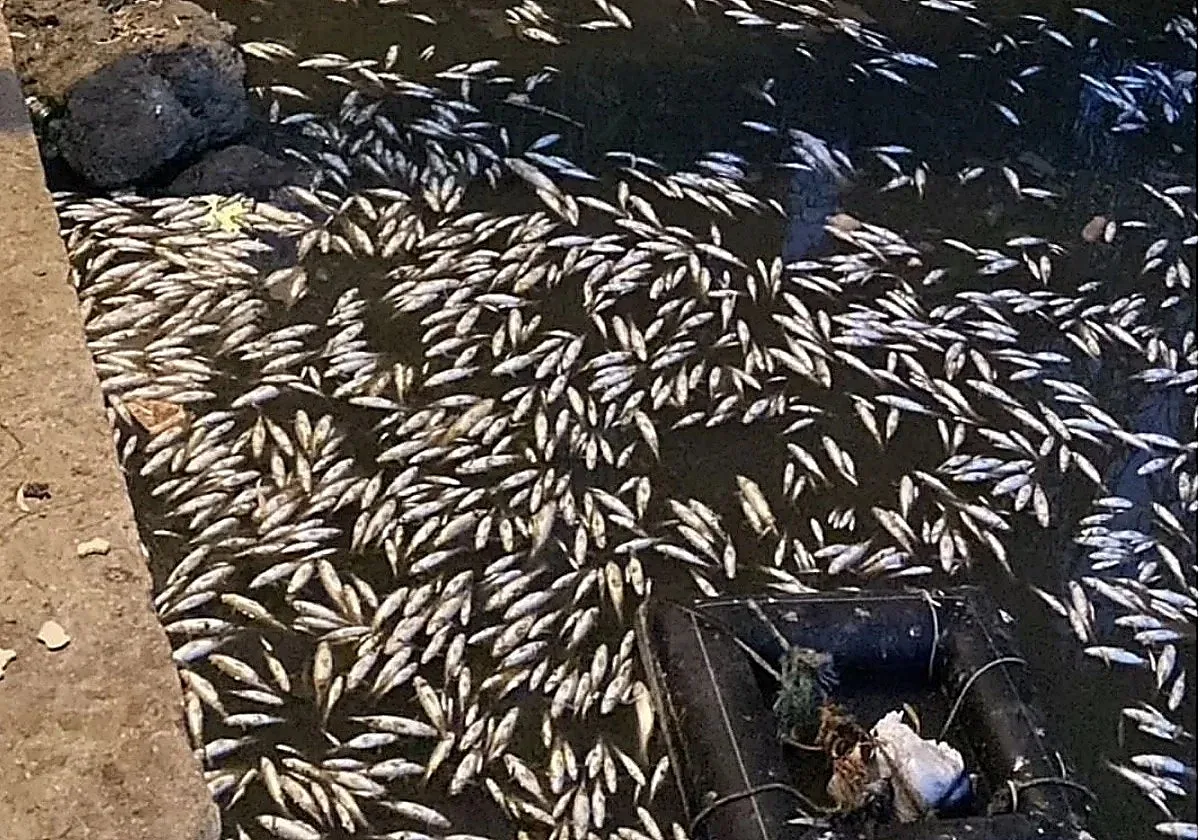 Hundreds of dead fish at Guadaiza river mouth in Marbella
