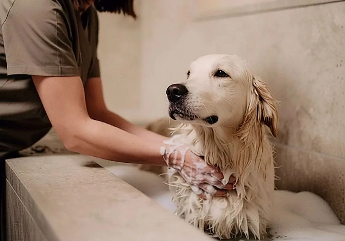 Marbella development adds pet spa to €70M luxury complex