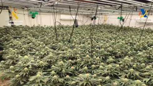 Police seize 3,000 cannabis plants in Malaga chalet