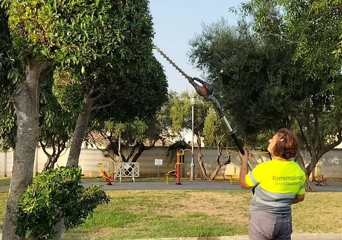 Torremolinos tree care tops €1m over four years